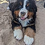 dog, puppy, bernese_mountain_dog, sand, beach, animal, cute, smiling, outdoor, fur, paw, nose, black_fur, white_fur, brown_fur, pet, young_dog, lying_down, happy, canine
