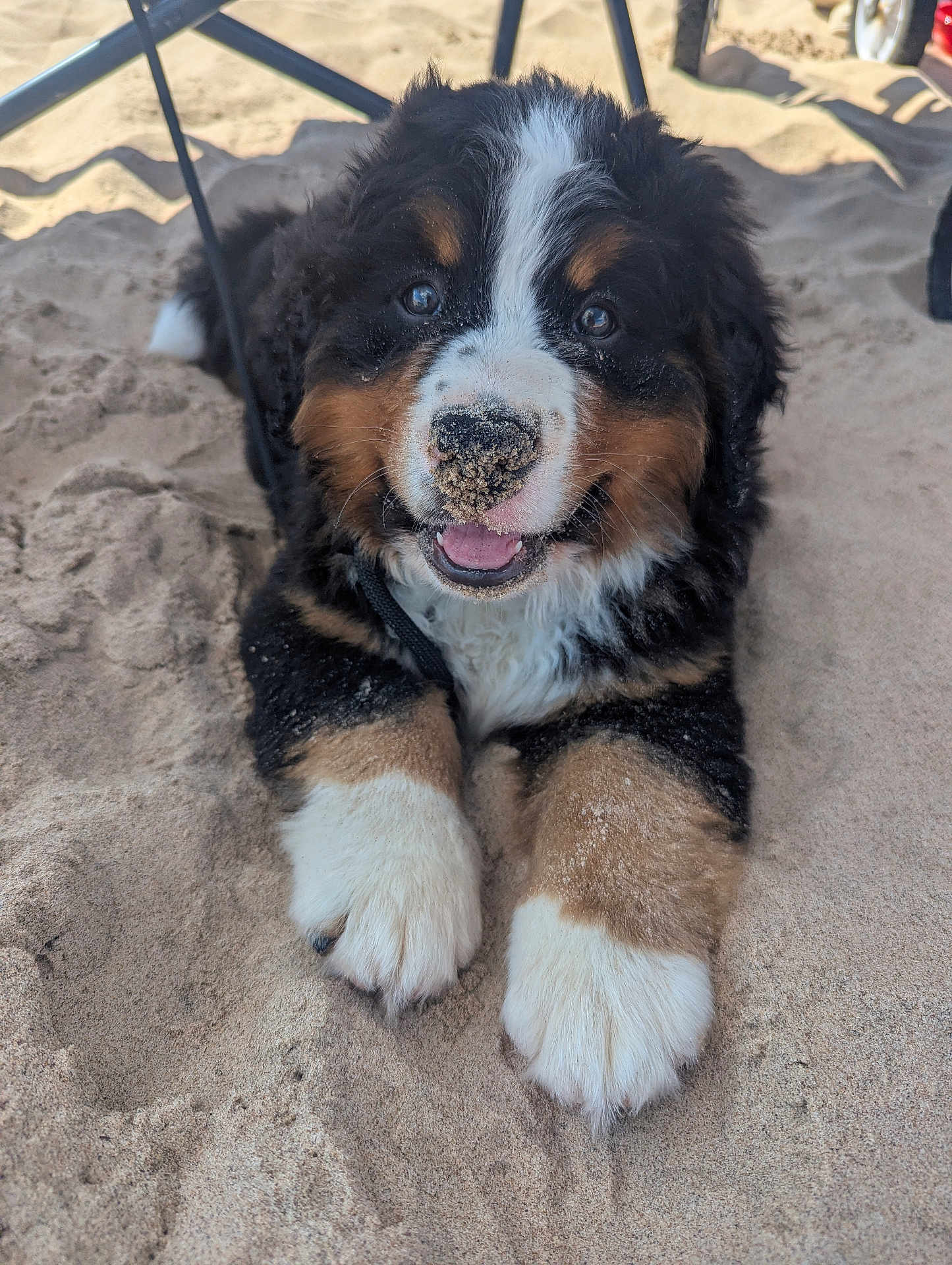 Ollie
