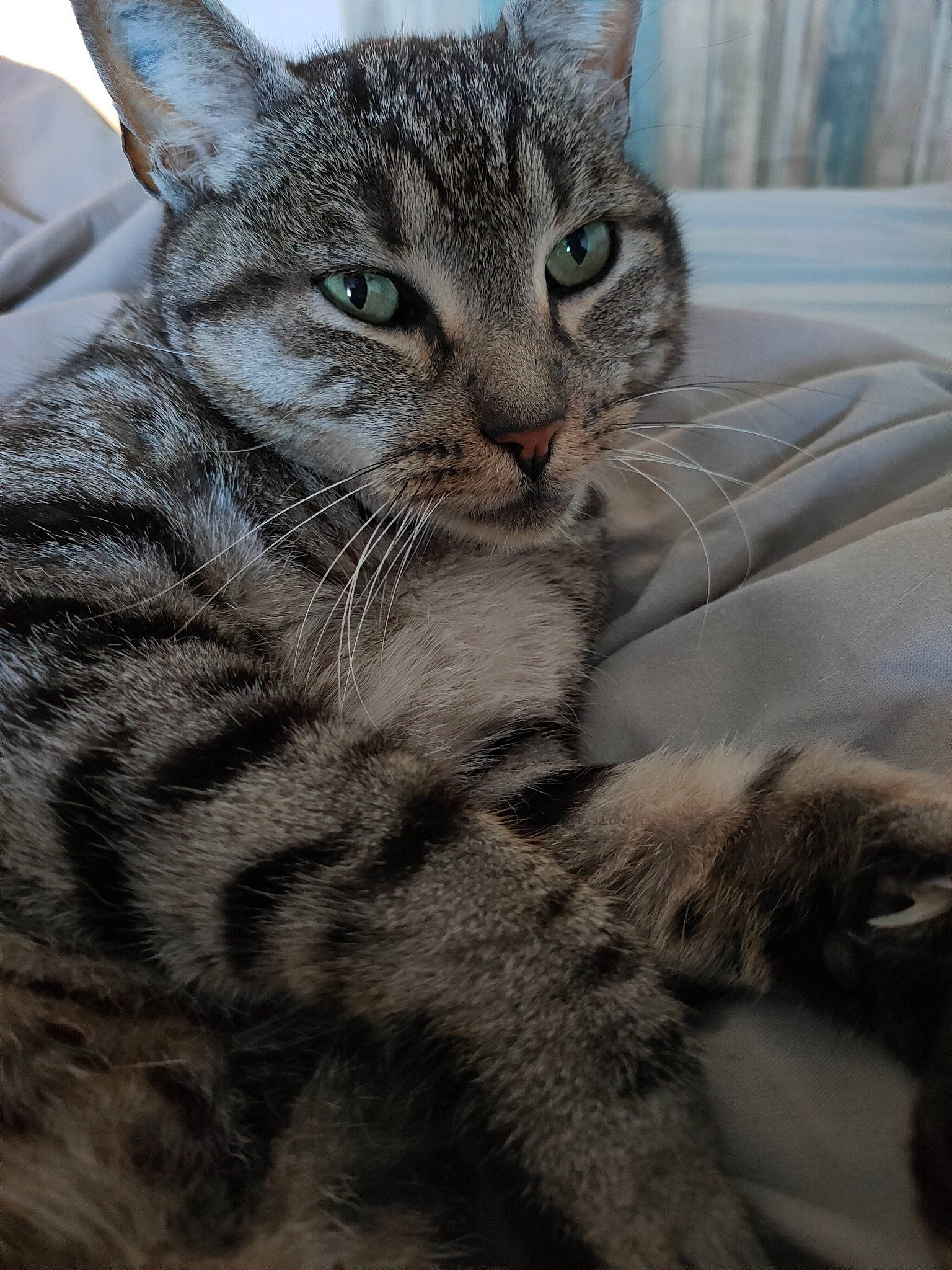 Zen a rejoint le concours — aidez-le/la à gagner de superbes lots ! carnivore, cat, claw, domestic_short_haired_cat, eye, felidae, fur, paw, sitting, small_to_medium_sized_cats, snout, terrestrial_animal, tree, whiskers, wildlife, window