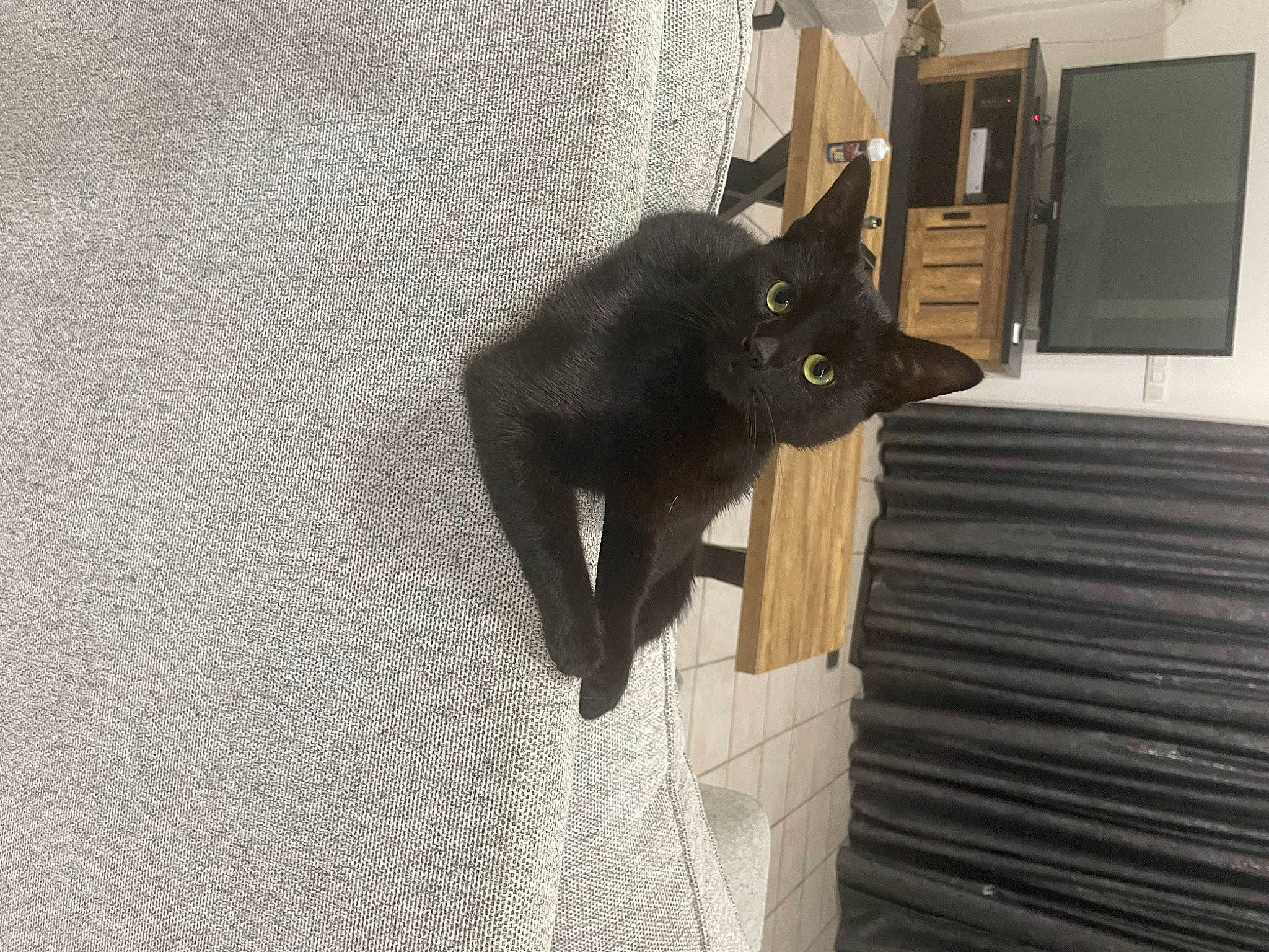 Jafar a rejoint le concours — aidez-le/la à gagner de superbes lots ! black_cat, bombay, carnivore, cat, domestic_short_haired_cat, felidae, flooring, fur, grey, small_to_medium_sized_cats, snout, tail, terrestrial_animal, whiskers, wood