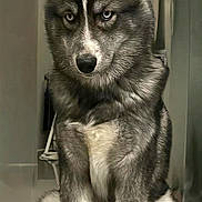 Lucky participe au concours pour gagner de l'argent avec cette photo : animal, blue_eyes, canine, curtains, dog, ears, floor, fur, house, husky, indoor, looking, nose, paws, pet, portrait, puppy, reflection, sitting, young