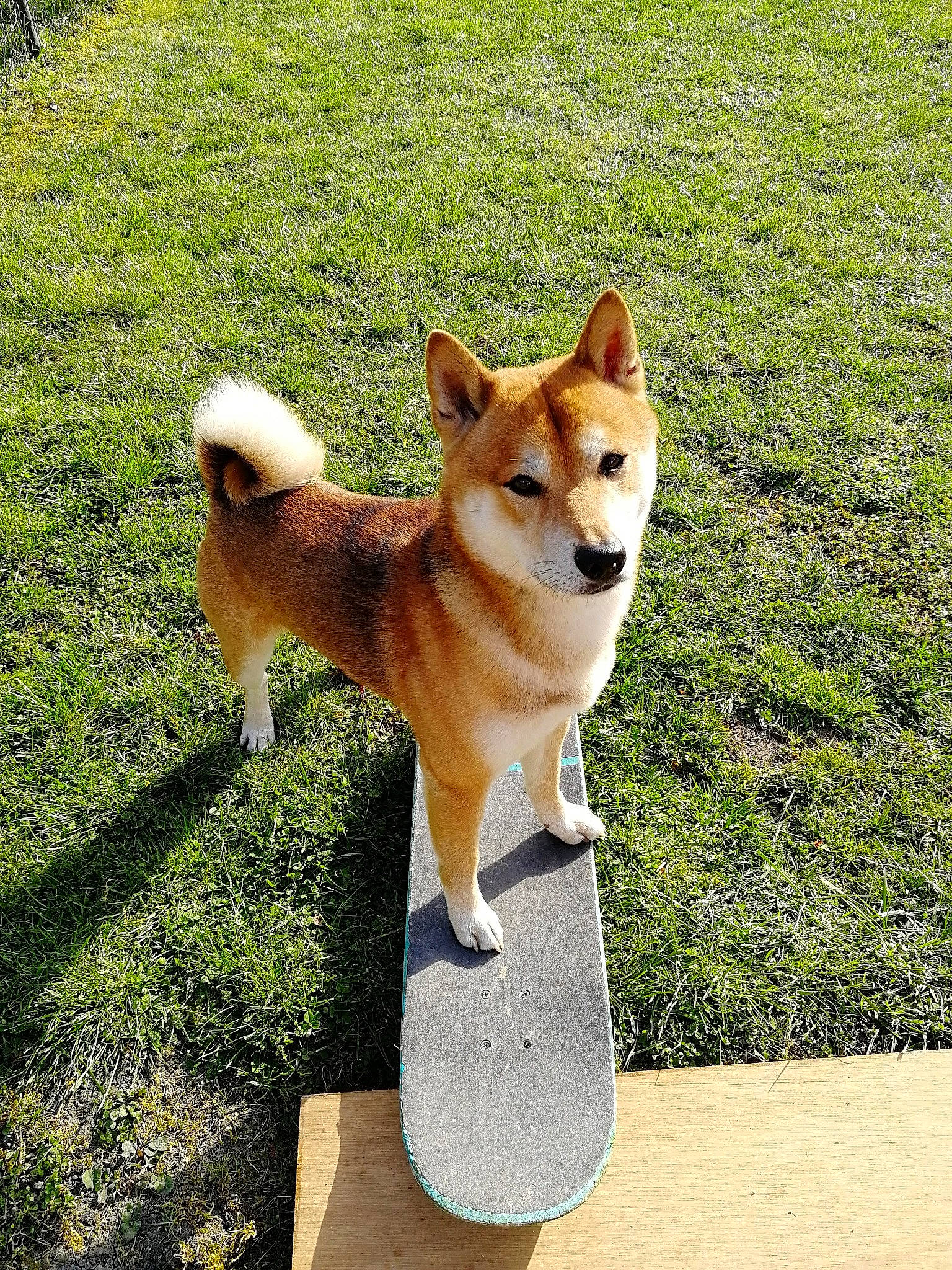 Shadow a rejoint le concours — aidez-le/la à gagner de superbes lots ! ancient_dog_breeds, carnivore, companion_dog, dog, dog_breed, fawn, german_spitz_mittel, grass, herding_dog, non_sporting_group, spitz, sporting_group, tail, working_animal, working_dog