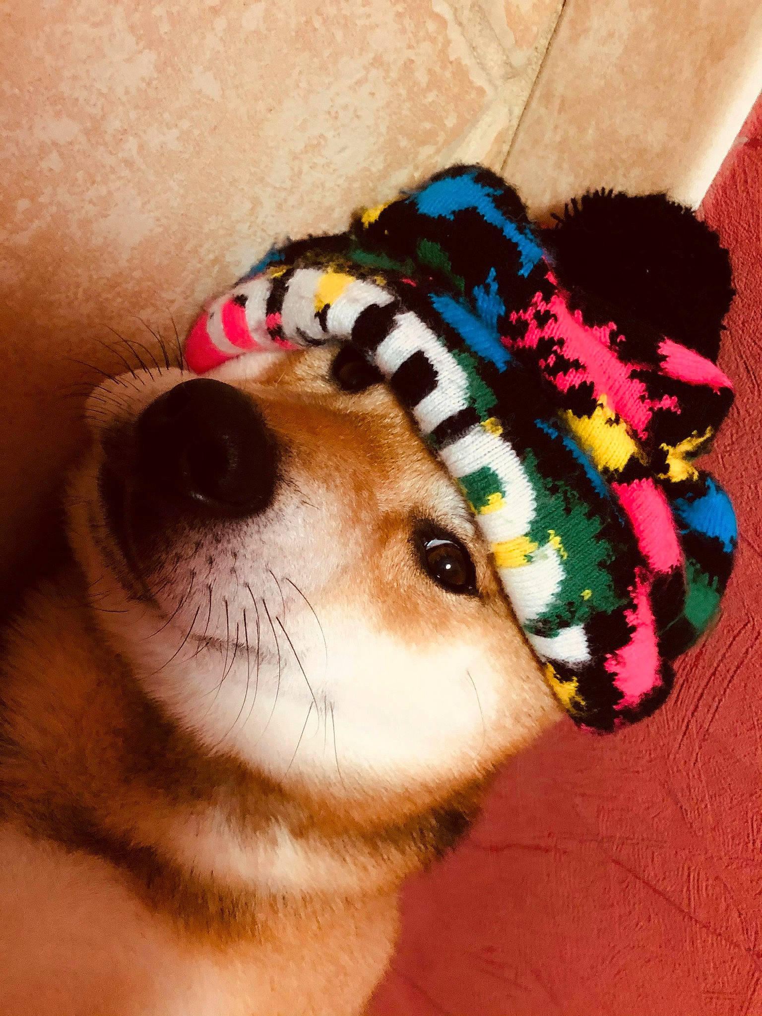 Shadow participe au concours pour gagner de l'argent avec cette photo : canidae, cap, carnivore, close_up, companion_dog, dog, dog_breed, dog_clothes, eyelash, fashion_accessory, fawn, felidae, fur, hat, plush, selfie, snout, stuffed_toy, toy, whiskers