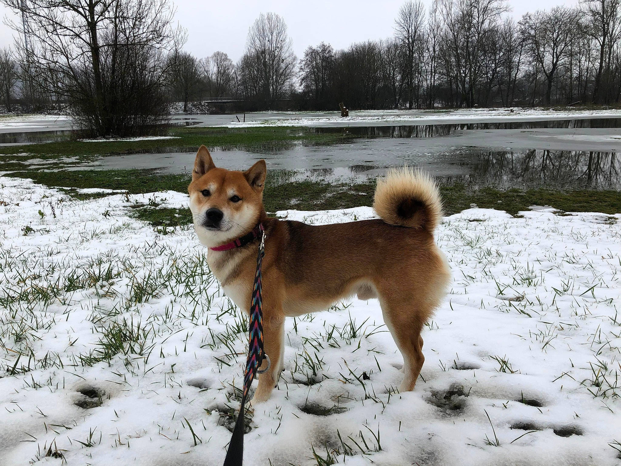 Shadow participe au concours pour gagner de l'argent avec cette photo : ancient_dog_breeds, canidae, carnivore, companion_dog, dog, dog_breed, fawn, lake, plant, sky, snow, spitz, sporting_group, tail, terrestrial_animal, tree, watch, water, winter, working_dog