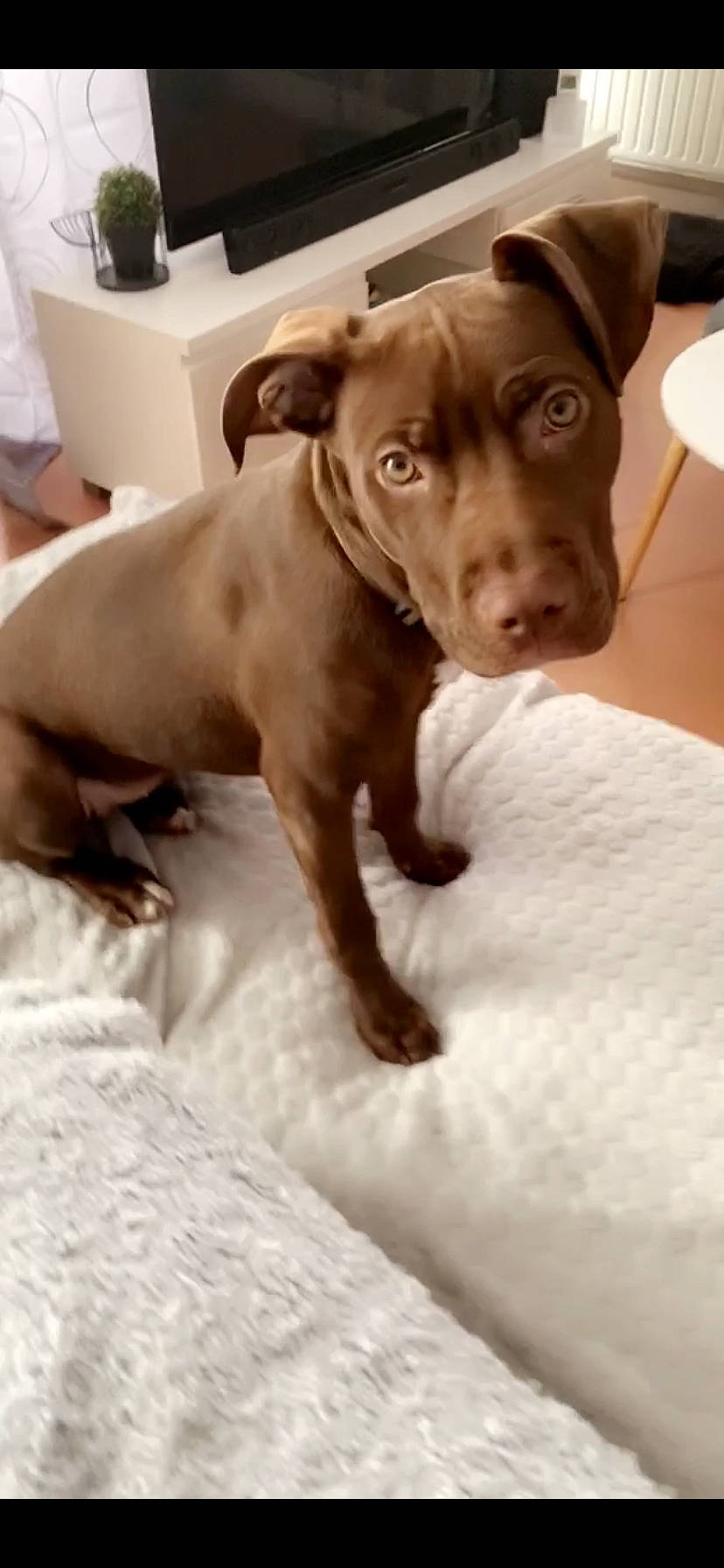 Elya a rejoint le concours — aidez-le/la à gagner de superbes lots ! american_pit_bull_terrier, canidae, carnivore, companion_dog, dog, dog_breed, ear, fawn, hunting_dog, labrador_retriever, liver, mammal, non_sporting_group, pit_bull, puppy, sporting_group, vizsla