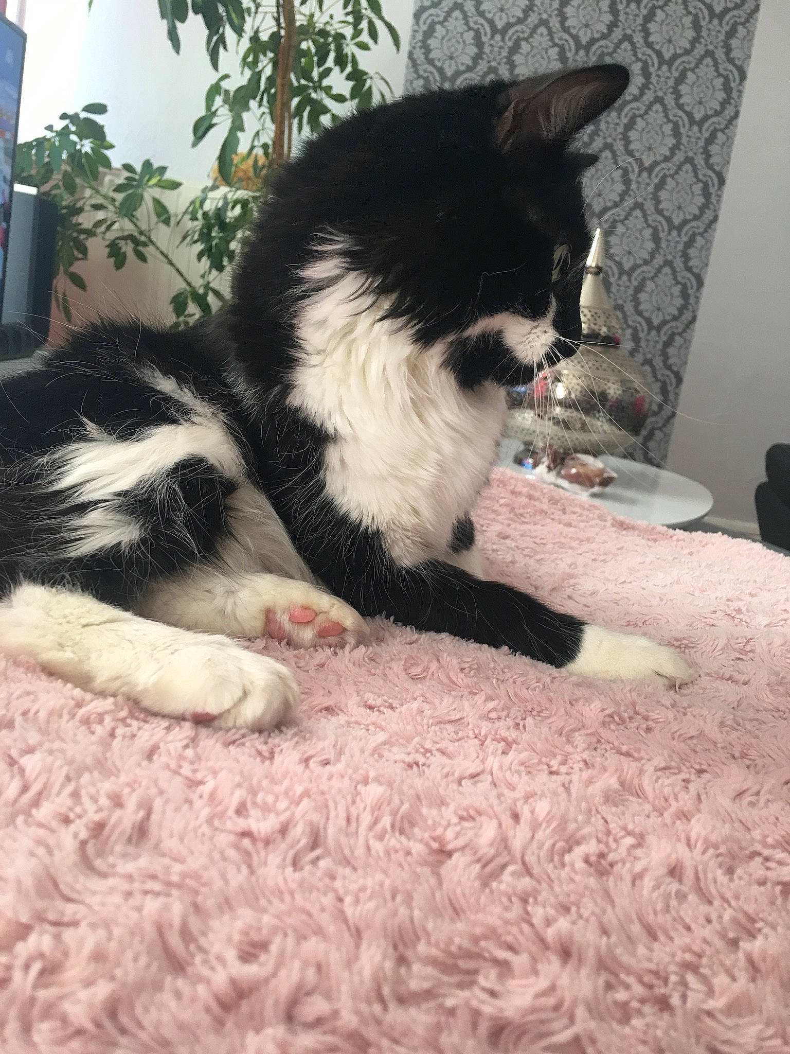 Bagerra participe au concours pour gagner de l'argent avec cette photo : black_and_white, canidae, carnivore, cat, domestic_short_haired_cat, felidae, fur, kitten, mammal, polydactyl_cat, small_to_medium_sized_cats, tail, whiskers