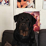Tokyo participe au concours pour gagner de l'argent avec cette photo : animal, black, brown, canine, companion, couch, cozy, dog, drawing, furniture, house, indoor, looking, pet, pixel_art, portrait, rottweiler, seated, sofa, wall_art