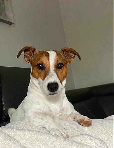 Russel participe au concours pour gagner de l'argent avec cette photo : ancient_dog_breeds, bag, canidae, carnivore, collar, companion_dog, dog, dog_breed, fawn, fur, irishjacks, luggage_and_bags, puppy, rectangle, serveware, sporting_group, terrestrial_animal, terrier, whiskers, working_animal