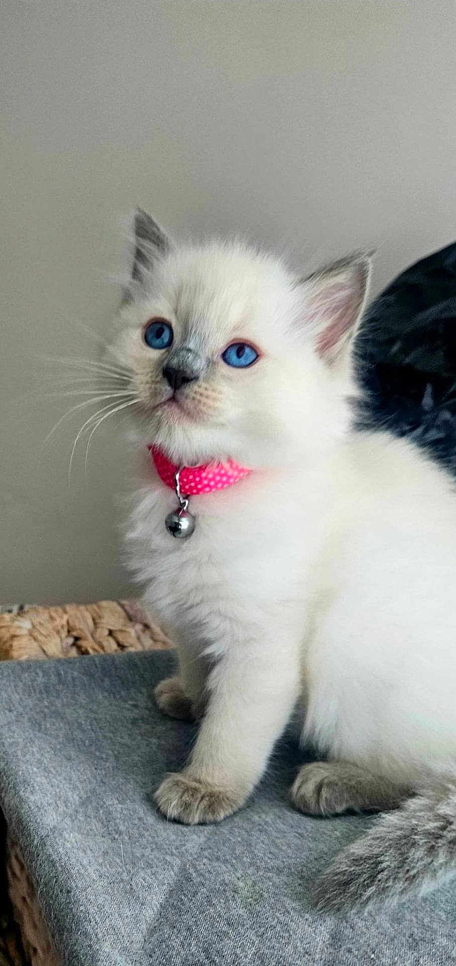 Luna joined the competition — help win amazing prizes! kitten, cat, fluffy, blue_eyes, pink_collar, bell, pet, animal, cute, feline, indoor, portrait, sitting, soft_fur, whiskers, young, domestic, grey_background, close_up, adorable