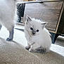Luna joined the competition — help win amazing prizes! kitten, cat, fluffy, white, gray, carpet, indoor, furniture, wooden, pet, cute, animal, sitting, young, small, tail, paw, feline, domestic, curious