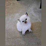 Luna joined the competition — help win amazing prizes! kitten, cat, pet, indoor, carpet, white_fur, fluffy, cute, small, young, animal, mammal, sitting, looking_up, curious, domestic, feline, soft, adorable, playful