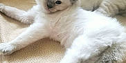 Luna is registered to the contest to win money with this photo: kitten, cat, animal, pet, fluffy, white, resting, blanket, cozy, cute, feline, indoor, sleeping, young, soft, relaxing, paw, ears, tail, home