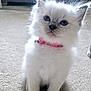 Luna joined the competition — help win amazing prizes! kitten, cat, white_fur, blue_eyes, pink_collar, polka_dot, fluffy, pet, indoor, carpet, curious, cute, small_animal, domestic_cat, sitting, young_animal, feline, soft, adorable, animal_face