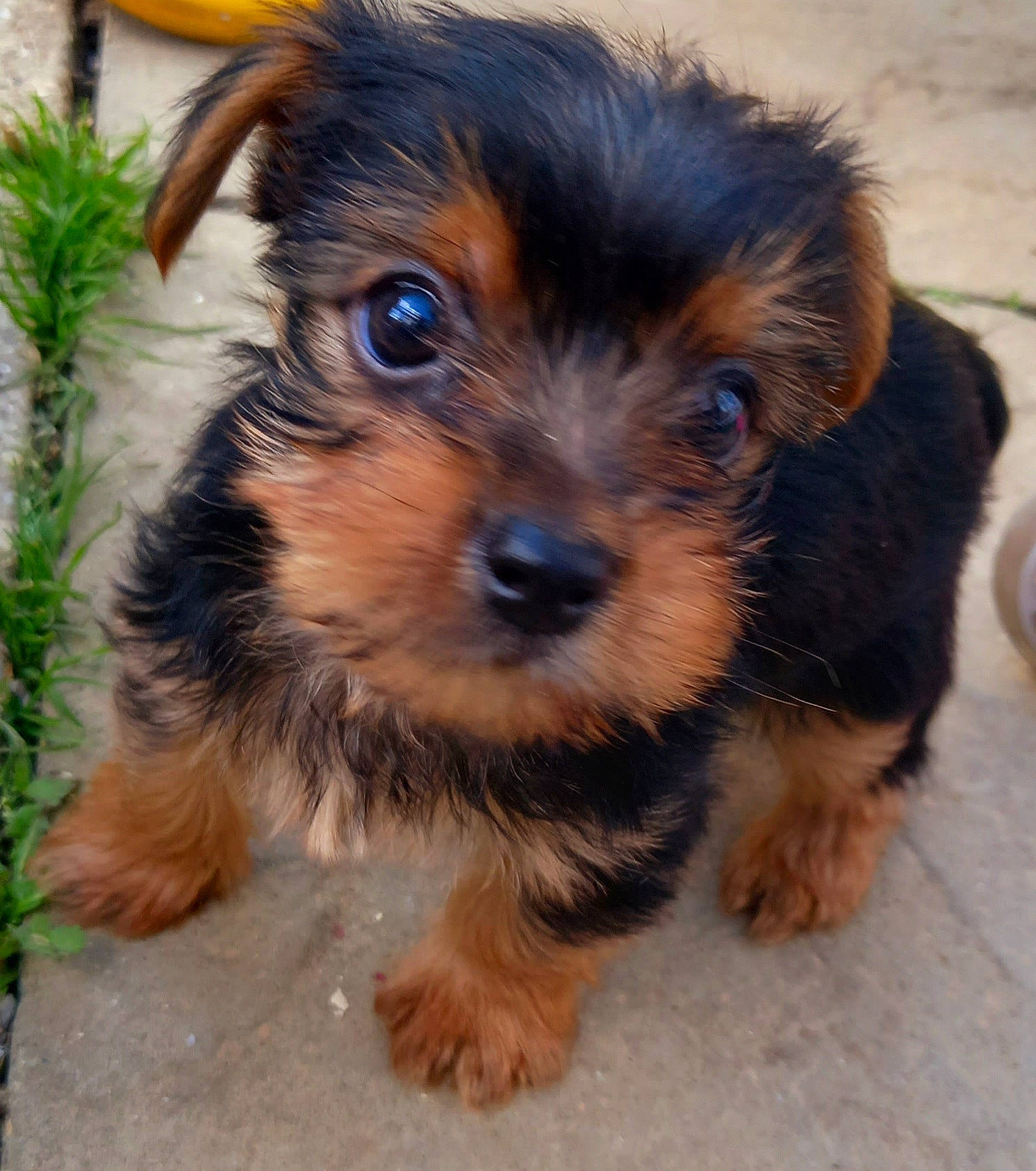 Milo joined the competition — help win amazing prizes! biewer_terrier, canidae, carnivore, companion_dog, dog, dog_breed, fur, liver, maltepoo, plant, small_terrier, snout, sporting_group, terrestrial_animal, terrier, toy_dog, working_animal, working_dog, yorkipoo