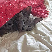 Timba a rejoint le concours — aidez-le/la à gagner de superbes lots ! abyssinian, animal, bed, bedroom, blanket, cat, couch, cushion, furniture, homedecor, indoors, kitten, laundry, linen, person, pet, quilt, room, sleeping, towel