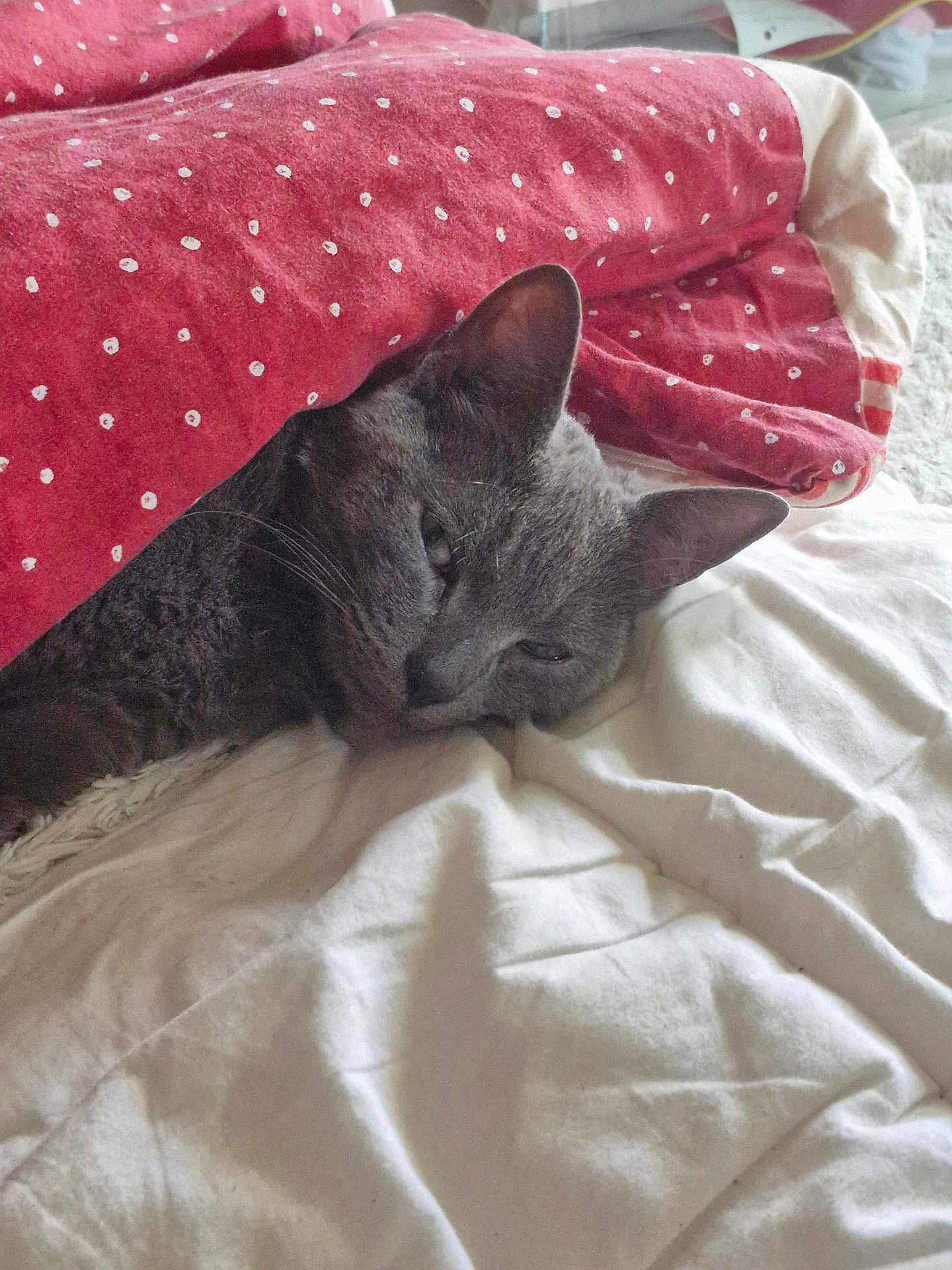 Timba a rejoint le concours — aidez-le/la à gagner de superbes lots ! abyssinian, animal, bed, bedroom, blanket, cat, couch, cushion, furniture, homedecor, indoors, kitten, laundry, linen, person, pet, quilt, room, sleeping, towel