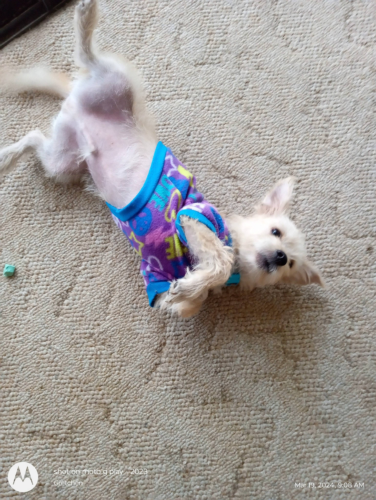 Zepp is registered to the contest to win money with this photo: canidae, carnivore, collar, companion_dog, dog, dog_breed, dog_clothes, dog_collar, dog_supply, electric_blue, fashion_accessory, fawn, leash, pet_supply, small_terrier, snout, sporting_group, tail, toy_dog, working_animal