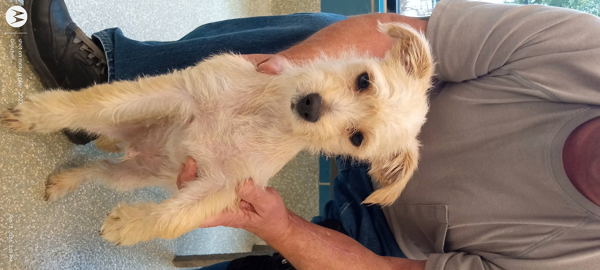 Zepp is registered to the contest to win money with this photo: canidae, carnivore, cockatoo, comfort, companion_dog, dog, dog_breed, fawn, felidae, fur, maltepoo, paw, puppy_love, small_terrier, snout, sporting_group, stuffed_toy, terrier, toy_dog, whiskers