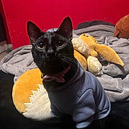 Choco is registered to the contest to win money with this photo: black_cat, cat, pet, indoor, bed, blanket, plush_toy, red_wall, sweater, cozy, animal, feline, looking_up, collar, cute, domestic_cat, soft_texture, home, resting, companion