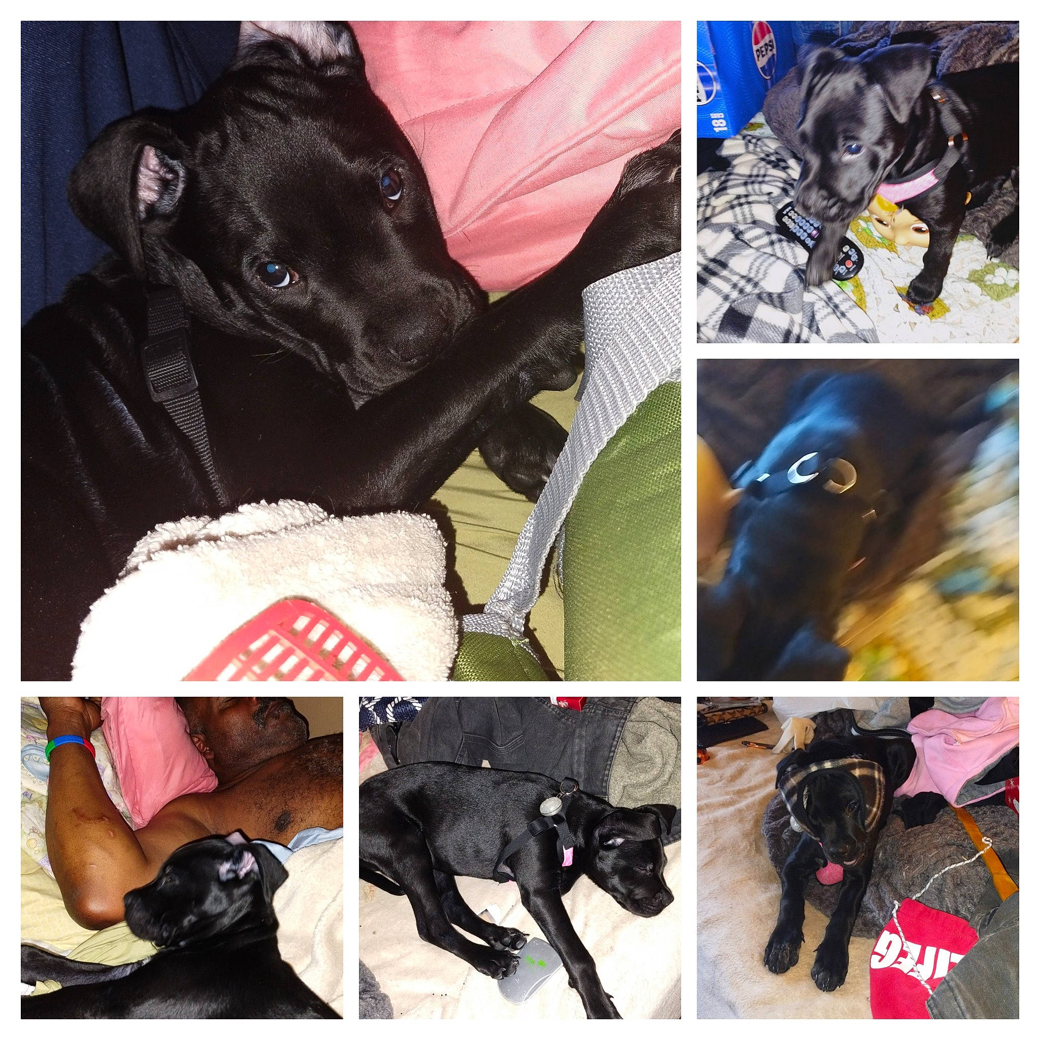 Sir Valentine is registered to the contest to win money with this photo: black, carnivore, collar, companion_dog, dog, dog_breed, dog_collar, dog_supply, electric_blue, fashion_accessory, fur, liver, mammal, personal_protective_equipment, pet_supply, photograph, snapshot, snout, sporting_group, working_animal