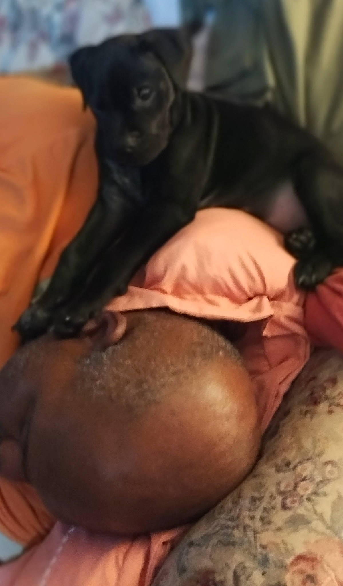 Sir Valentine joined the competition — help win amazing prizes! ball, bed, carnivore, comfort, companion_dog, couch, dog, dog_breed, fawn, fur, guard_dog, liver, mammal, nap, sleep, sporting_group, terrestrial_animal, toy_dog, whiskers, working_animal