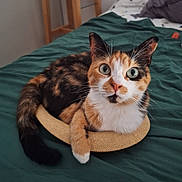 Keïro participe au concours pour gagner de l'argent avec cette photo : cat, calico_cat, pet, animal, bed, bedding, basket, feline, whiskers, ears, tail, fur, indoor, curious, looking_at_camera, domestic_cat, resting, cozy, home, cute