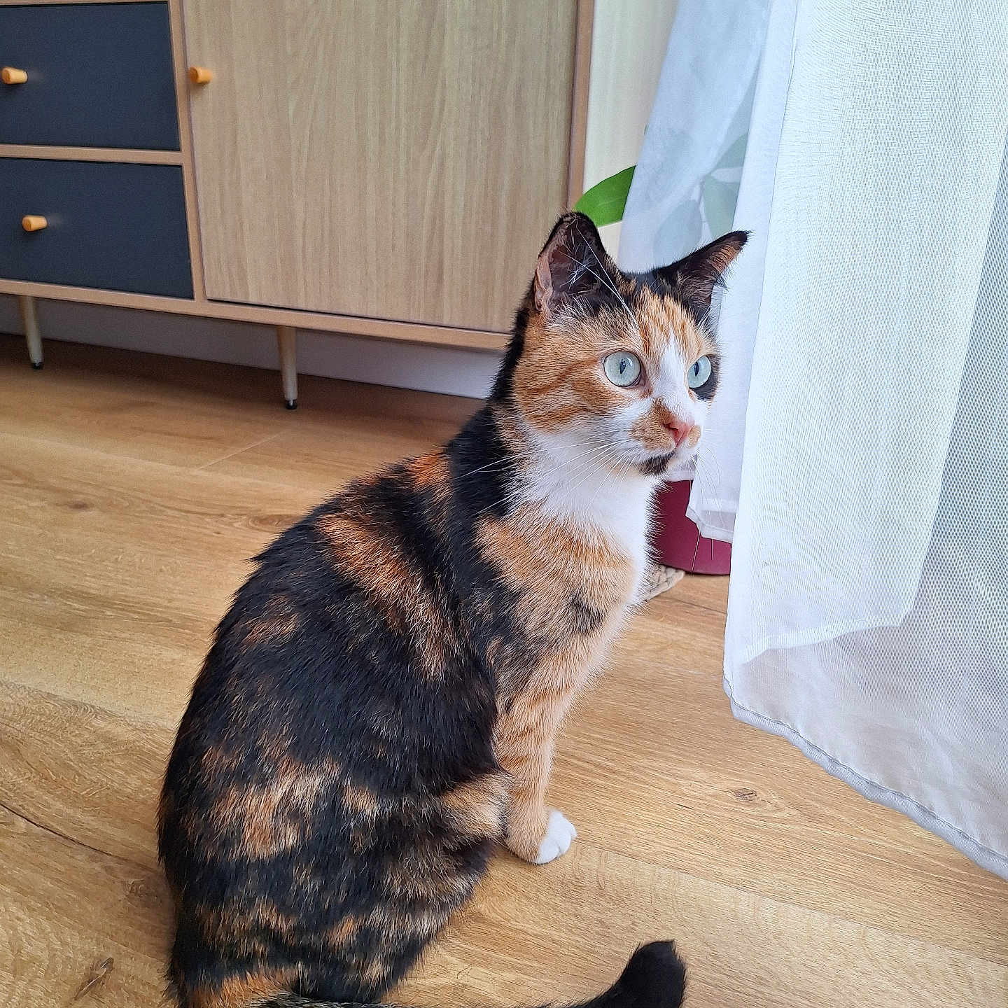 Keïro a rejoint le concours — aidez-le/la à gagner de superbes lots ! abyssinian, animal, cabinet, cat, closet, cupboard, drawer, furniture, hardwood, indoors, interiordesign, kitten, manx, pet, plywood, shelf, sideboard, stainedwood, wardrobe, wood