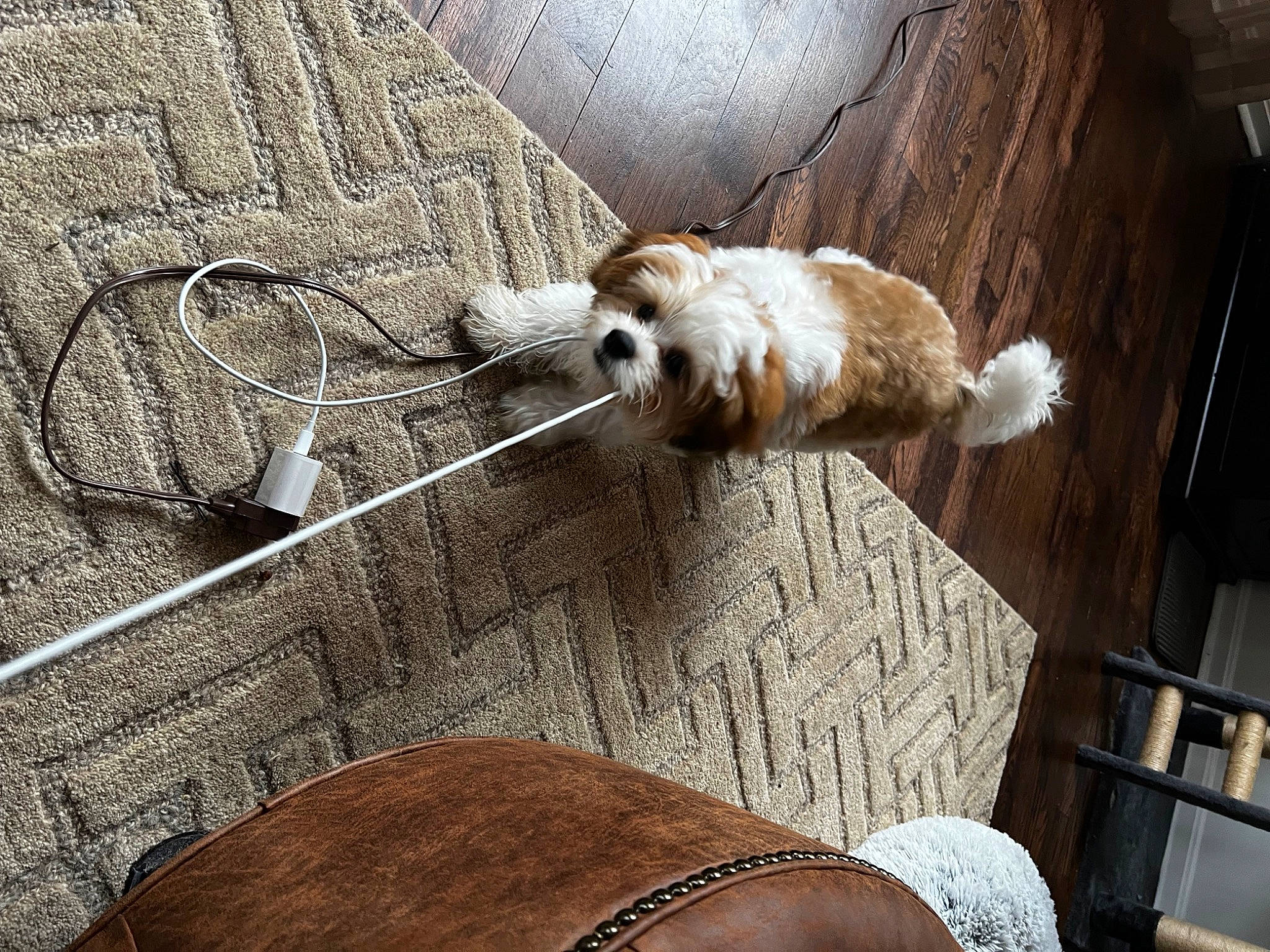 Scooby joined the competition — help win amazing prizes! carnivore, chair, comfort, companion_dog, dog, dog_breed, fawn, felidae, flooring, fur, hardwood, linens, outdoor_furniture, pet_supply, small_to_medium_sized_cats, sporting_group, tail, toy, whiskers, wood