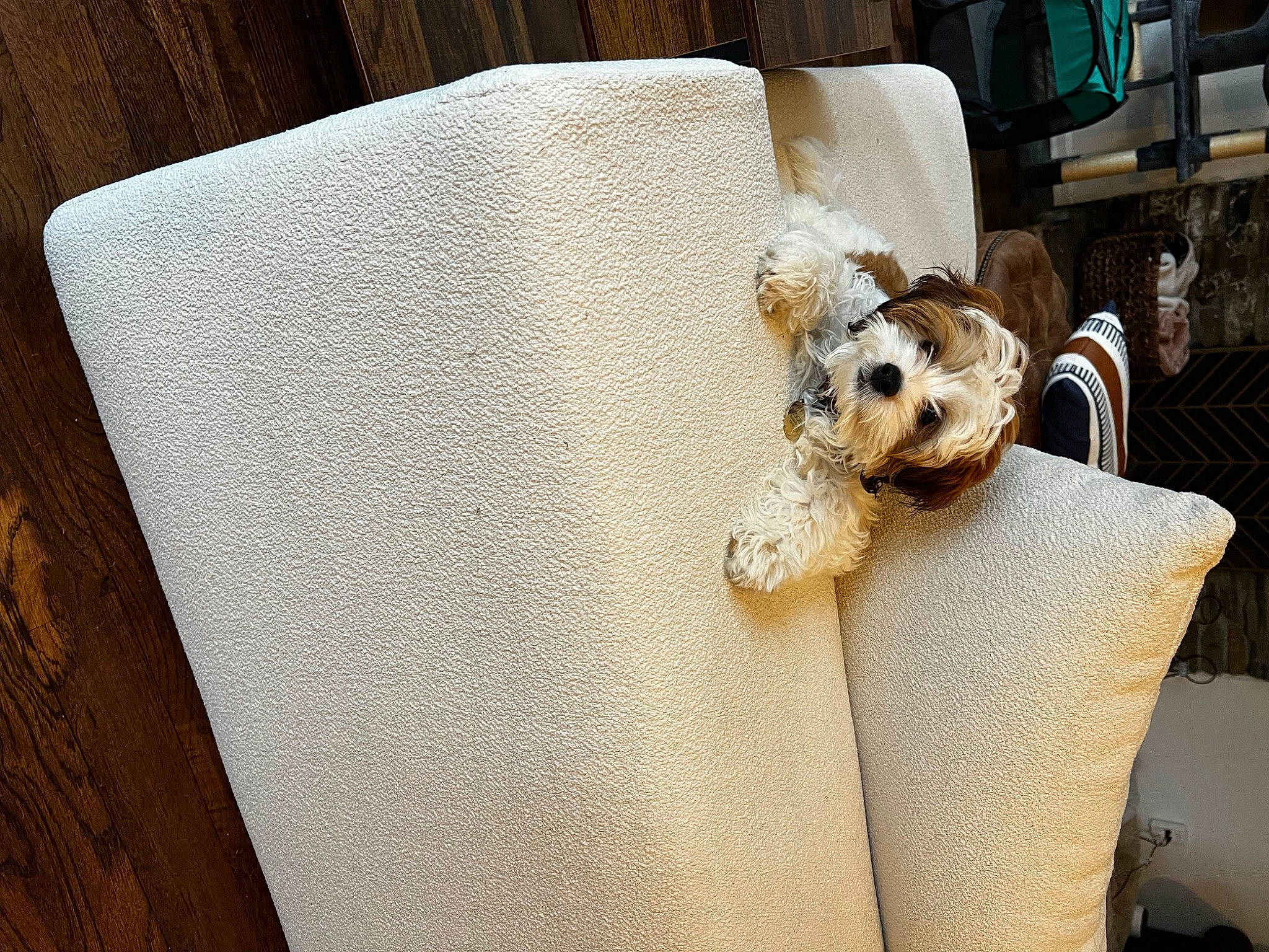 Scooby joined the competition — help win amazing prizes! bedding, canidae, carnivore, comfort, companion_dog, couch, dog, fashion_accessory, fawn, flooring, fur, linens, living_room, pattern, rectangle, snout, sporting_group, stuffed_toy, toy, wood