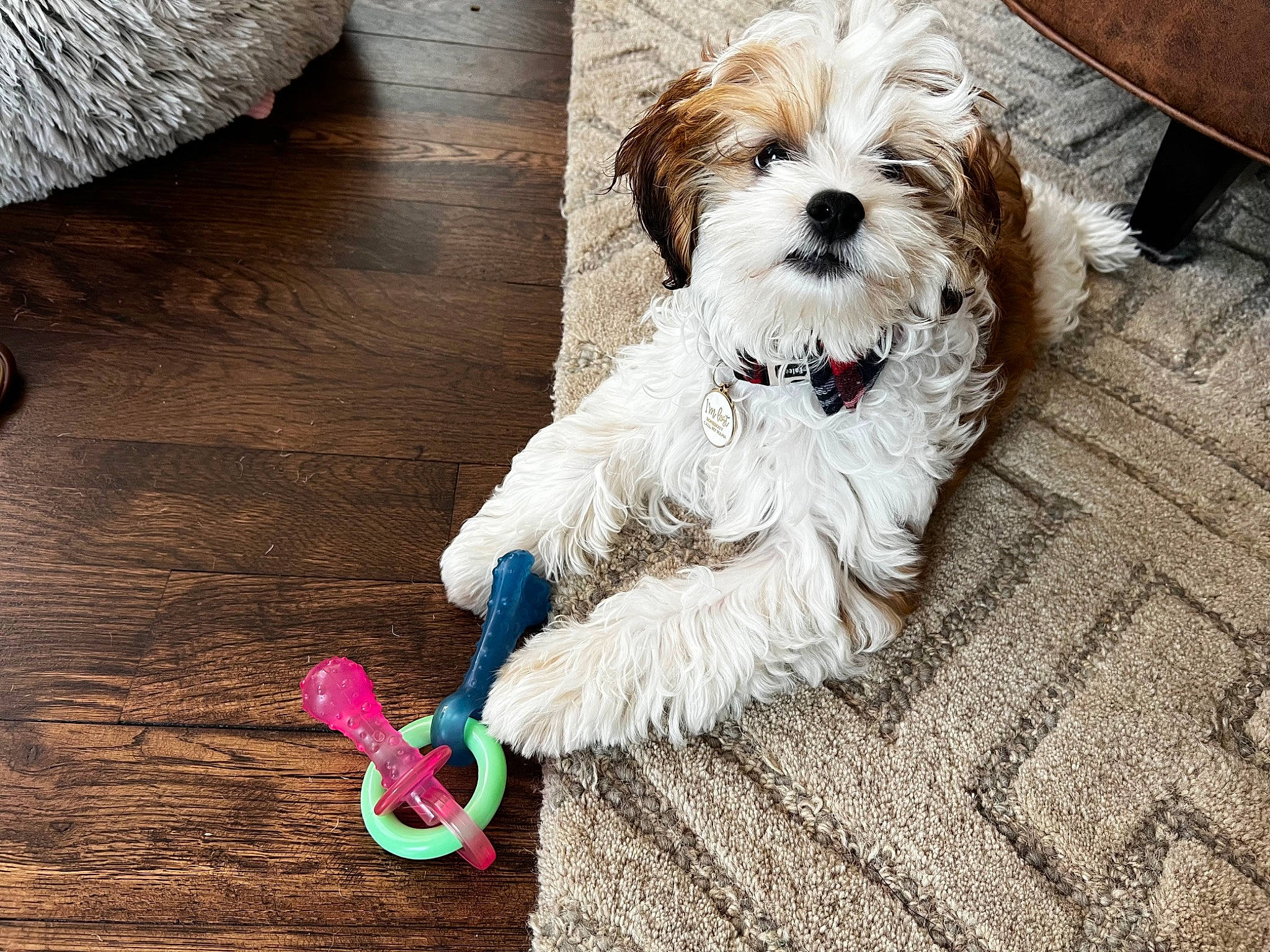 Scooby joined the competition — help win amazing prizes! carnivore, cockapoo, companion_dog, dog, dog_breed, dog_clothes, dog_collar, dog_supply, fashion_accessory, flooring, fur, hardwood, labradoodle, puppy_love, shih_poo, small_terrier, terrier, toy_dog, wood, working_animal