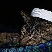 Ozzy joined the competition — help win amazing prizes! animal, blanket, cat, close_up, dark_background, ears, face, funny, fur, green_eyes, head, improvised_hat, indoors, lying_down, nose, pet, sleeping, striped_fur, tabby_cat, whiskers