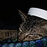 animal, blanket, cat, close_up, dark_background, ears, face, funny, fur, green_eyes, head, improvised_hat, indoors, lying_down, nose, pet, sleeping, striped_fur, tabby_cat, whiskers