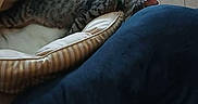 Ozzy joined the competition — help win amazing prizes! animal, blanket, cat, cat_bed, collar, comfortable, cozy, curled_up, furry, gray_cat, home, indoors, nap, pet, pet_bed, portrait, resting, sleeping, striped_fur, tabby_cat