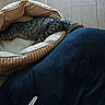 animal, blanket, cat, cat_bed, collar, comfortable, cozy, curled_up, furry, gray_cat, home, indoors, nap, pet, pet_bed, portrait, resting, sleeping, striped_fur, tabby_cat