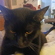 Midnight joined the competition — help win amazing prizes! animal, background, black_cat, blur, cat, close_up, curious, domestic, ears, face, feline, fur, household, indoor, mammal, pet, soft_lighting, whiskers, yellow_eyes