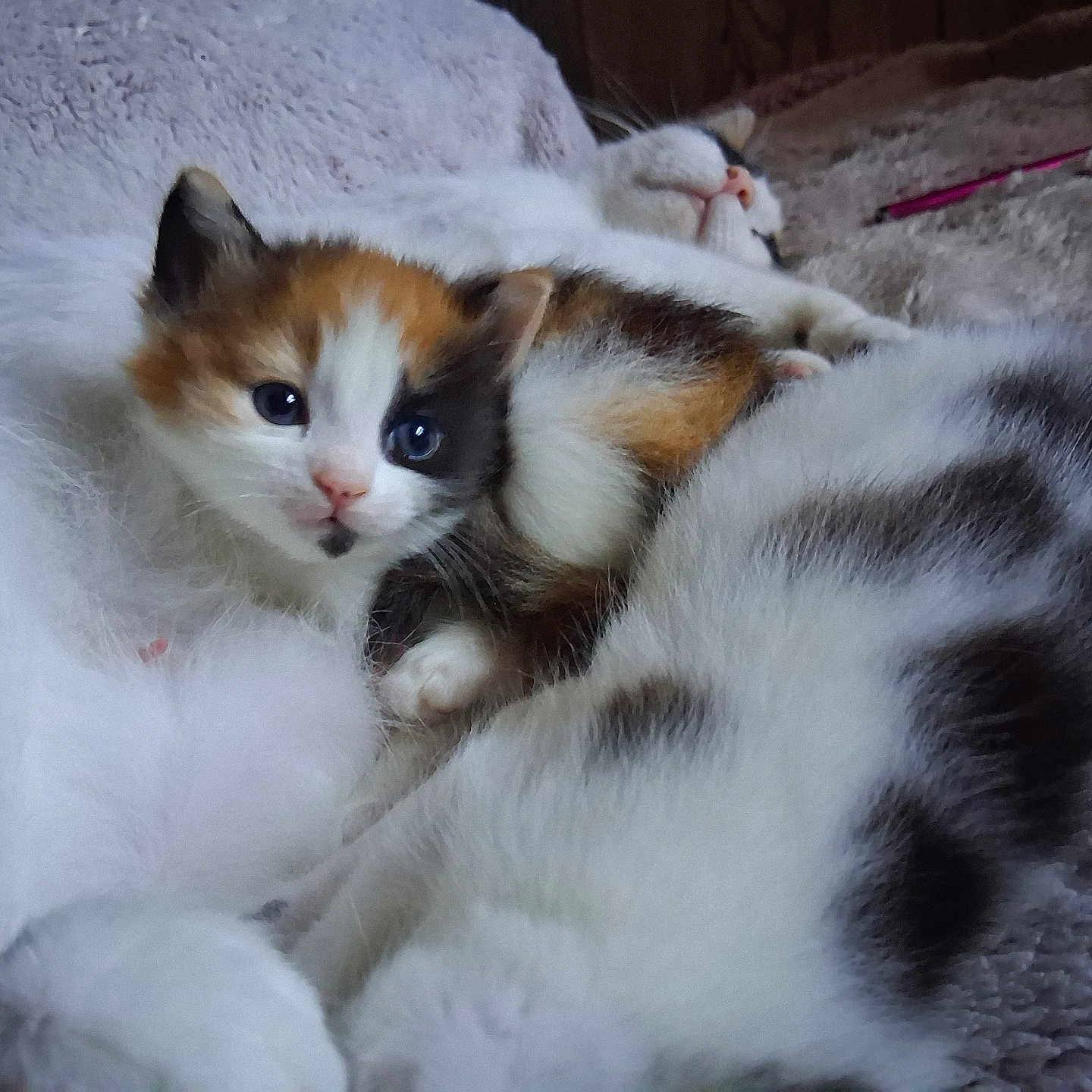 Sassy And Babies joined the competition — help win amazing prizes! cat, kitten, feline, animal, pet, sleeping, curious, fluffy, soft, blanket, cozy, resting, cute, domestic, fur, whiskers, indoor, closeup, relaxing, companionship