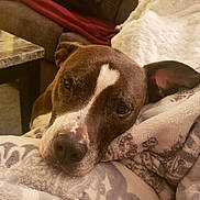 Maybe joined the competition — help win amazing prizes! dog, brown_dog, resting, blanket, close_up, indoor, couch, marble_table, cozy, pet, face, snout, ears, fur, home, relaxed, comfort, animal, portrait, laying_down
