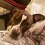 dog, brown_dog, resting, blanket, close_up, indoor, couch, marble_table, cozy, pet, face, snout, ears, fur, home, relaxed, comfort, animal, portrait, laying_down