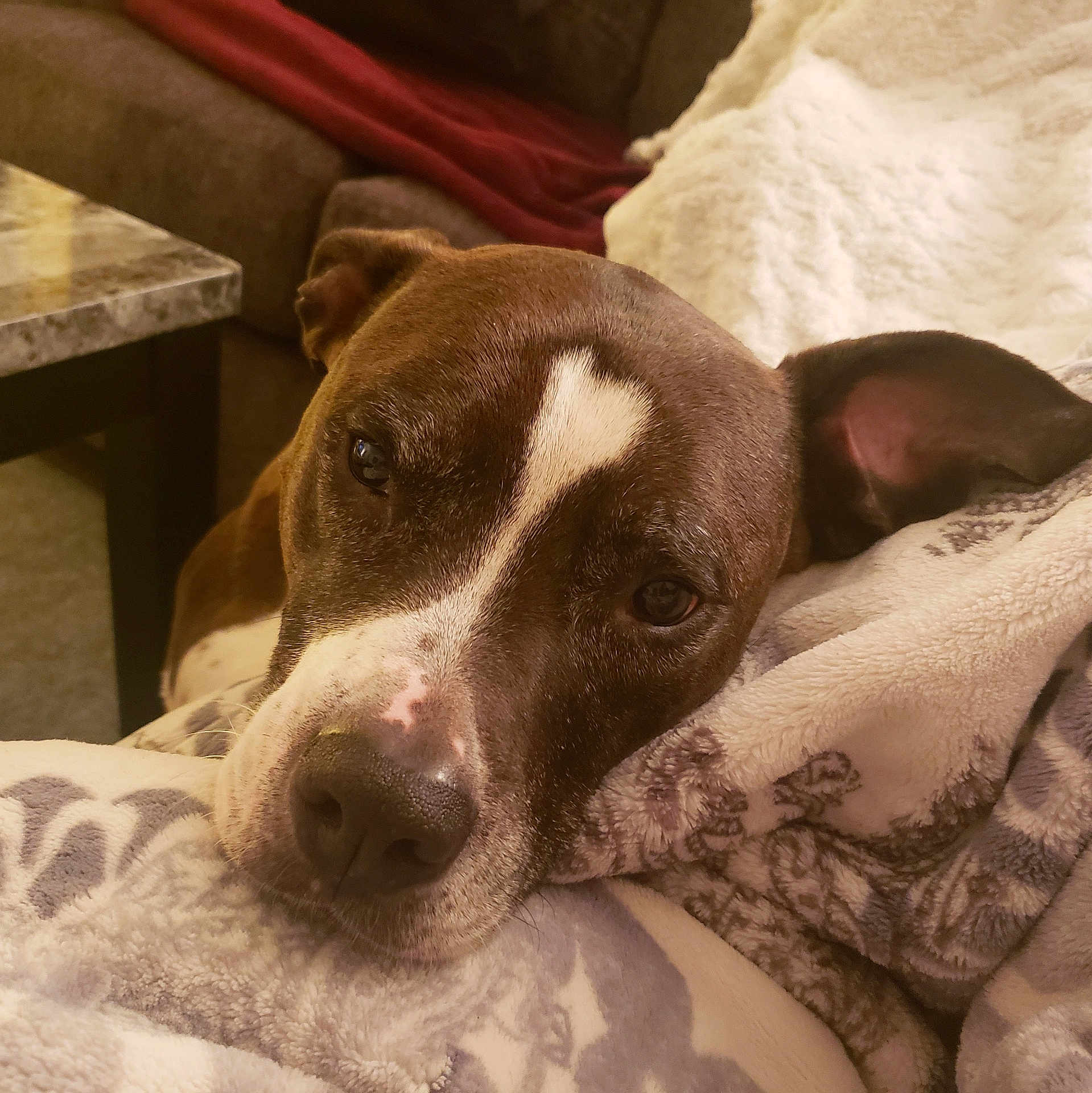 Maybe joined the competition — help win amazing prizes! dog, brown_dog, resting, blanket, close_up, indoor, couch, marble_table, cozy, pet, face, snout, ears, fur, home, relaxed, comfort, animal, portrait, laying_down