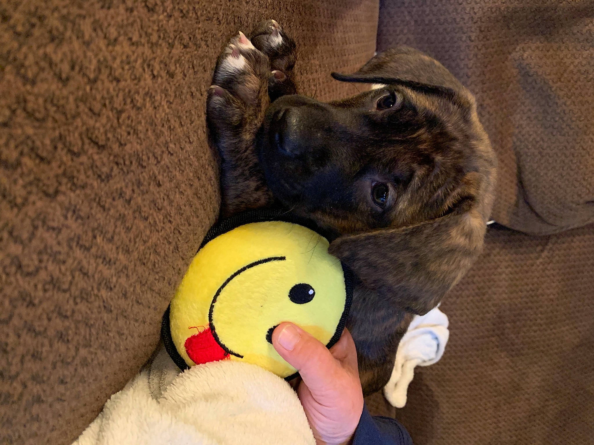 Briar is registered to the contest to win money with this photo: baby_toys, beak, canidae, companion_dog, dog, dog_breed, dog_supply, dog_toy, pet_supply, plush, snout, sporting_group, stuffed_toy, textile, toy, working_animal, working_dog