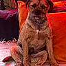 dog, puppy, sitting, cross_legged, brown_fur, scruffy_fur, black_muzzle, floppy_ears, pet, animal, portrait, indoors, couch, sofa, cushions, blanket, red_lighting, colorful, cozy, funny
