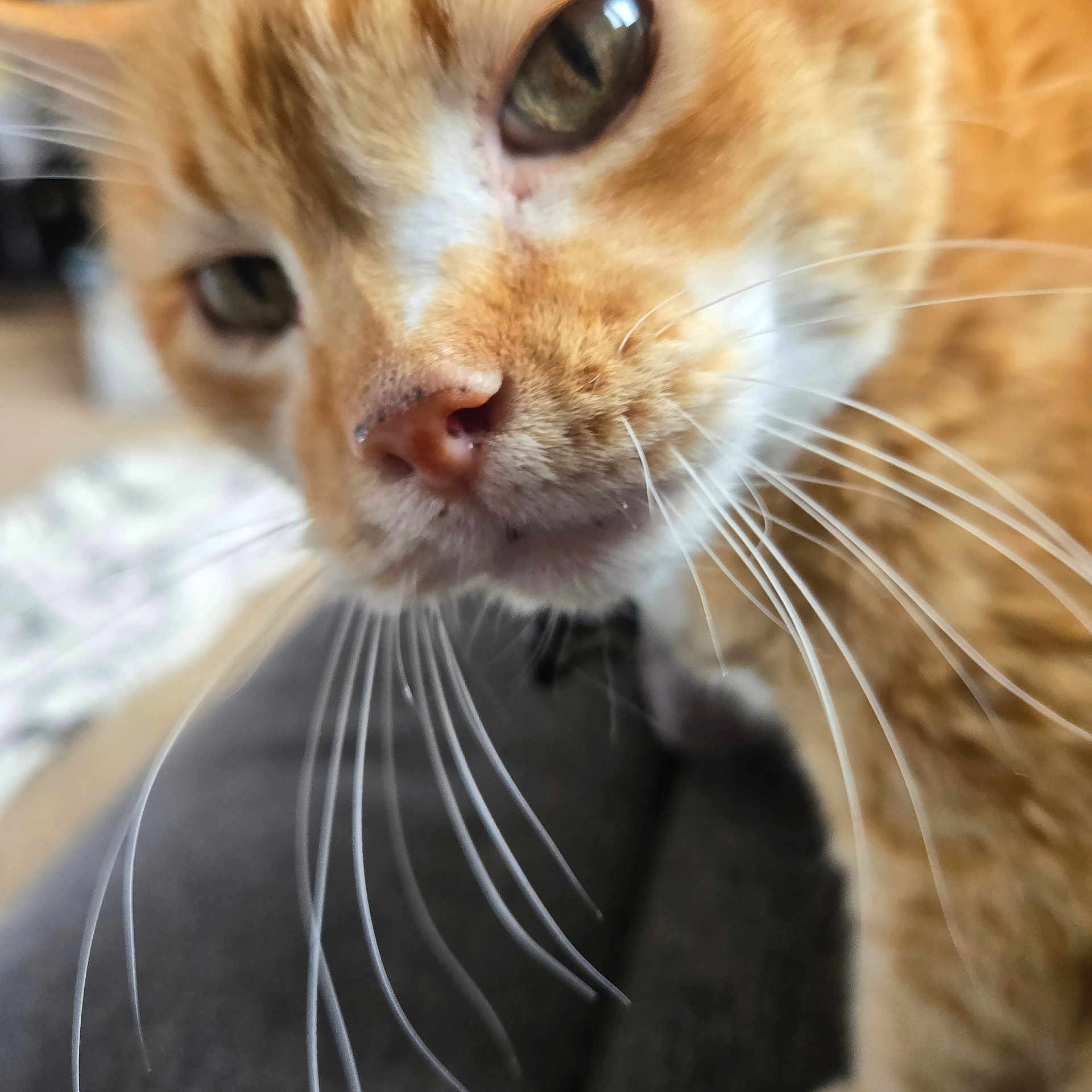 Chloe joined the competition — help win amazing prizes! abyssinian, animal, cat, kitten, manx, pet, siamese, snout