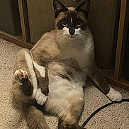 Azur a rejoint le concours — aidez-le/la à gagner de superbes lots ! animal, carpet, cat, curious, cute, domestic, feline, funny_pose, furry, indoor, looking, mammal, paw, pet, relaxed, resting, siamese, sitting, tail, whiskers