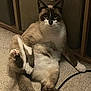 animal, carpet, cat, curious, cute, domestic, feline, funny_pose, furry, indoor, looking, mammal, paw, pet, relaxed, resting, siamese, sitting, tail, whiskers