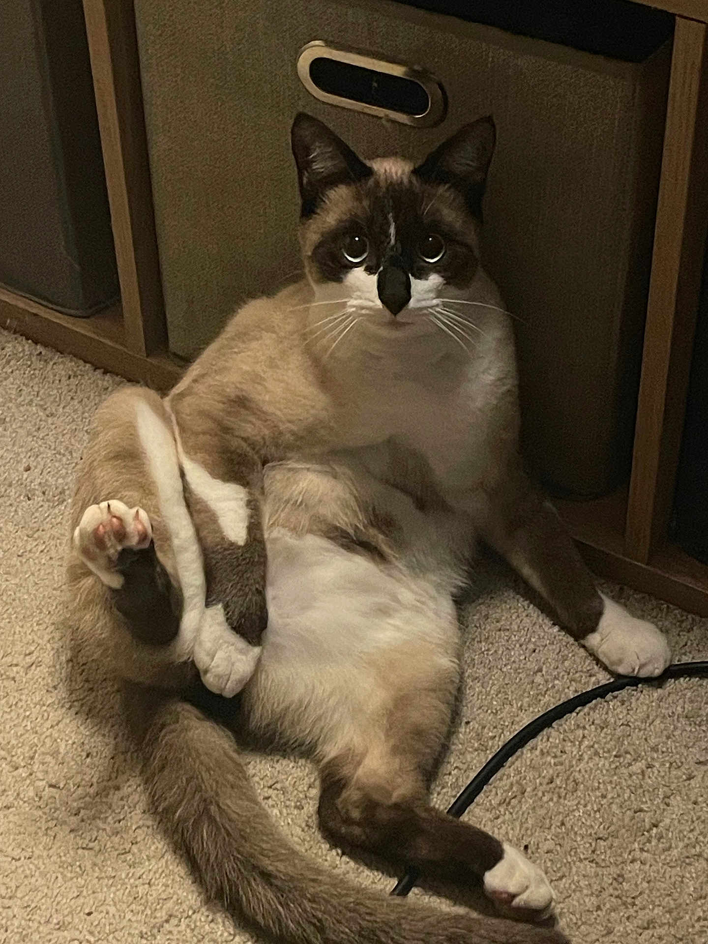 Azur a rejoint le concours — aidez-le/la à gagner de superbes lots ! animal, carpet, cat, curious, cute, domestic, feline, funny_pose, furry, indoor, looking, mammal, paw, pet, relaxed, resting, siamese, sitting, tail, whiskers