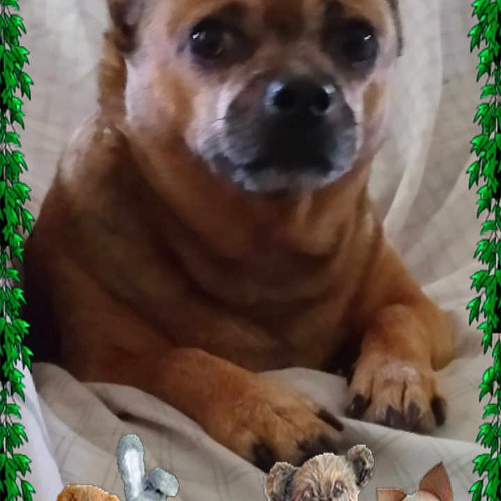Papa'S is registered to the contest to win money with this photo: art, baby_toys, carnivore, chihuahua, companion_dog, dog, dog_breed, doll, fawn, mammal, paw, photo_caption, plush, snapshot, stuffed_toy, terrestrial_animal, toy, toy_dog, vertebrate, working_animal