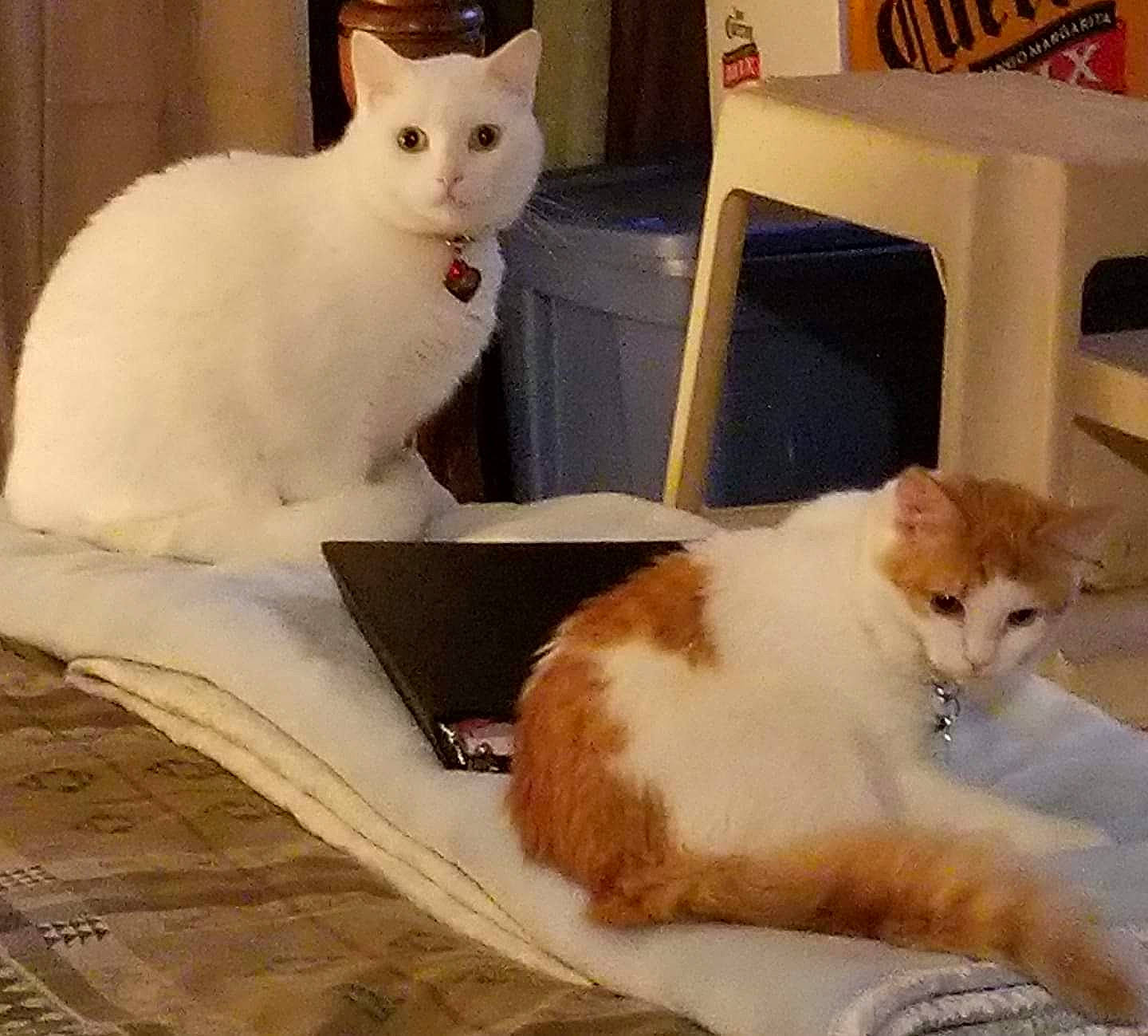 Zima is registered to the contest to win money with this photo: aegean_cat, american_curl, carnivore, cat, colorpoint_shorthair, domestic_short_haired_cat, european_shorthair, felidae, japanese_bobtail, kitten, mammal, paw, person, polydactyl_cat, small_to_medium_sized_cats, tail, turkish_angora, turkish_van, whiskers