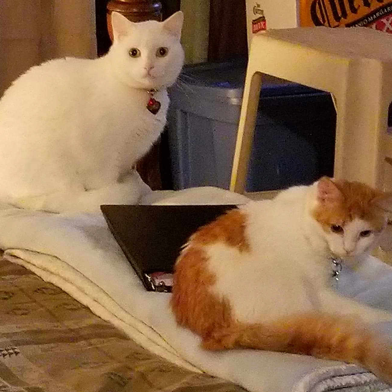 Zima is registered to the contest to win money with this photo: aegean_cat, american_curl, carnivore, cat, colorpoint_shorthair, domestic_short_haired_cat, european_shorthair, felidae, japanese_bobtail, kitten, mammal, paw, person, polydactyl_cat, small_to_medium_sized_cats, tail, turkish_angora, turkish_van, whiskers