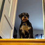 Walter a rejoint le concours — aidez-le/la à gagner de superbes lots ! animal, black, blue, ceiling, collar, curtains, dog, door, fur, home, indoor, light, looking_down, pet, stairs, standing, tan, wall, window, wooden_floor
