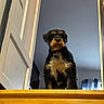 animal, black, blue, ceiling, collar, curtains, dog, door, fur, home, indoor, light, looking_down, pet, stairs, standing, tan, wall, window, wooden_floor